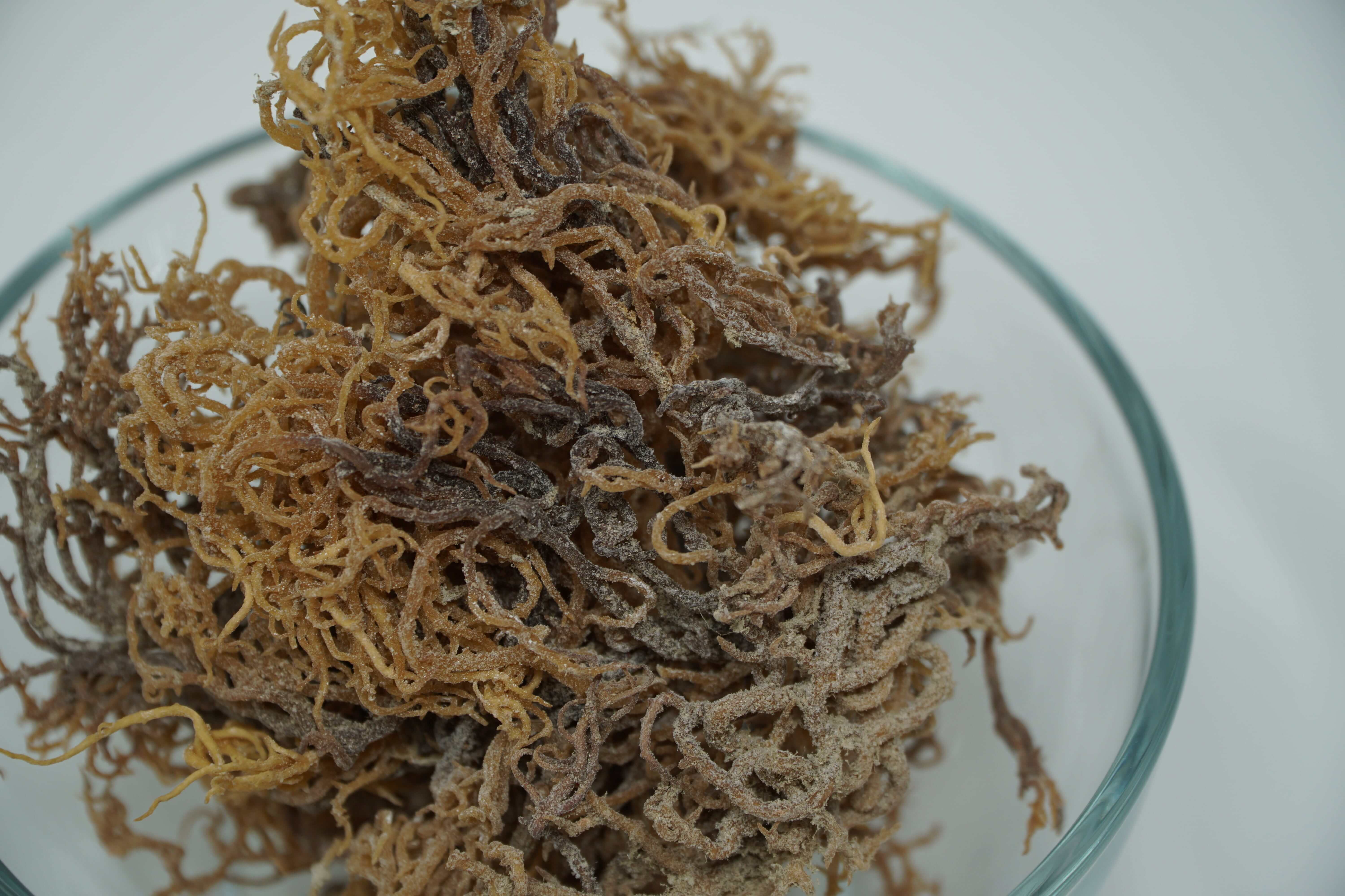 How to Prepare Healing Sea Moss Soups